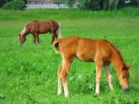 /album/foto-zhivotnyj-mir/ya-110-36-jpg/